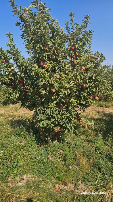 Продается яблоневый сад