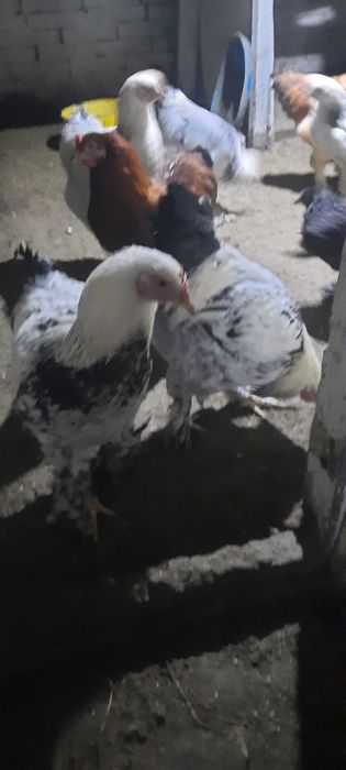 Продам молодых курочек и петушков