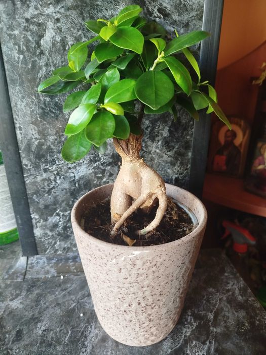 Фикус Женшен в кашпа