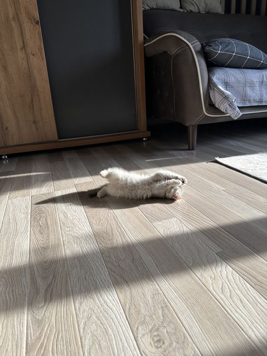 Мушук сотилади | шиншилла