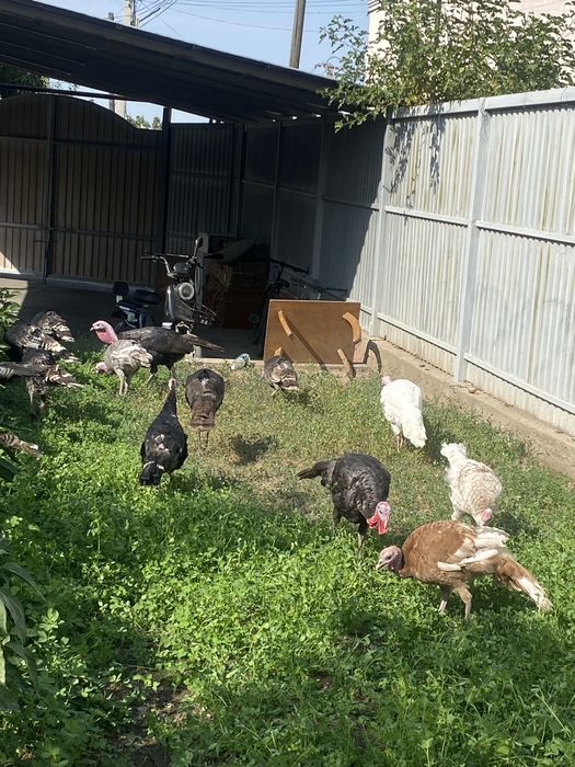 Продам индюков уены разные