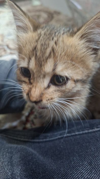 Отдам в добрые руки котёнка-девочку
