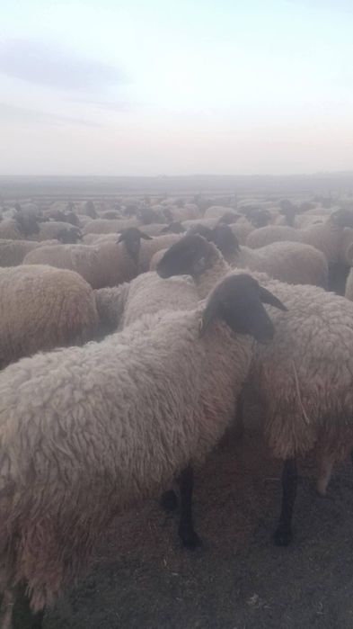 Vând 40 de capre sterpe grase ,preț 10lei în viu, oii grase 15 lei în viu
