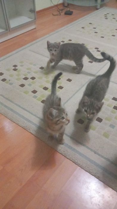Отдам умных котят