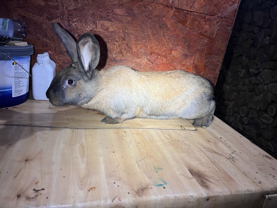 Vand / Schimb iepuri belgian