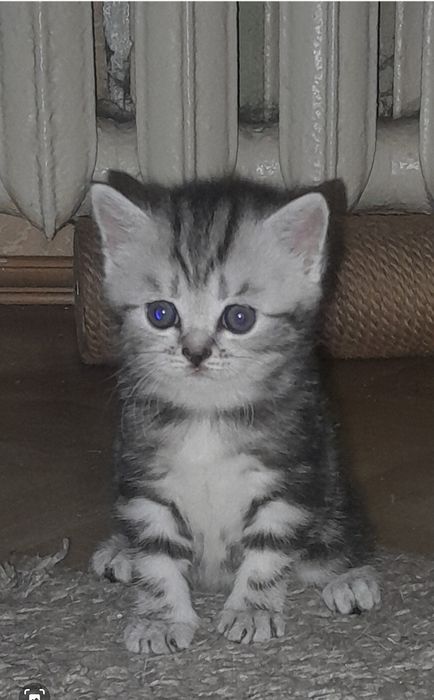 Продам  шотландских  котят