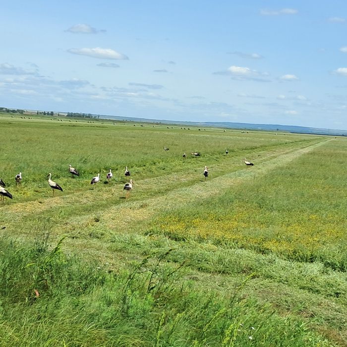 Baloti de fân rotunzi 120×120