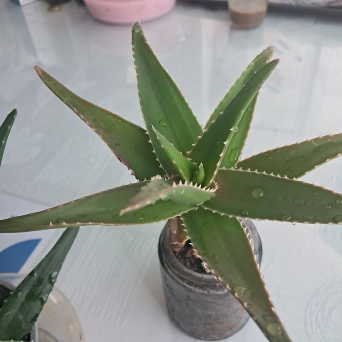 Стайни цветя ходя и алое