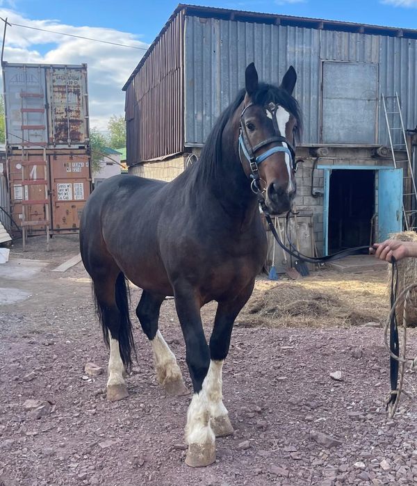 Продам жеребца  Першерон