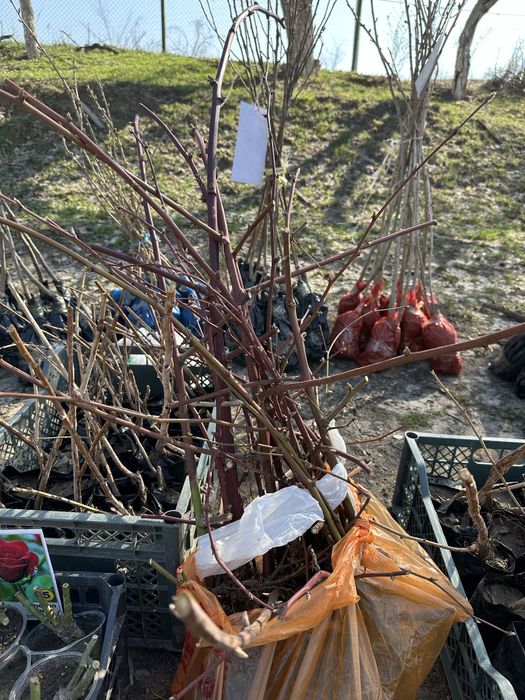 Ежамалина , Малина