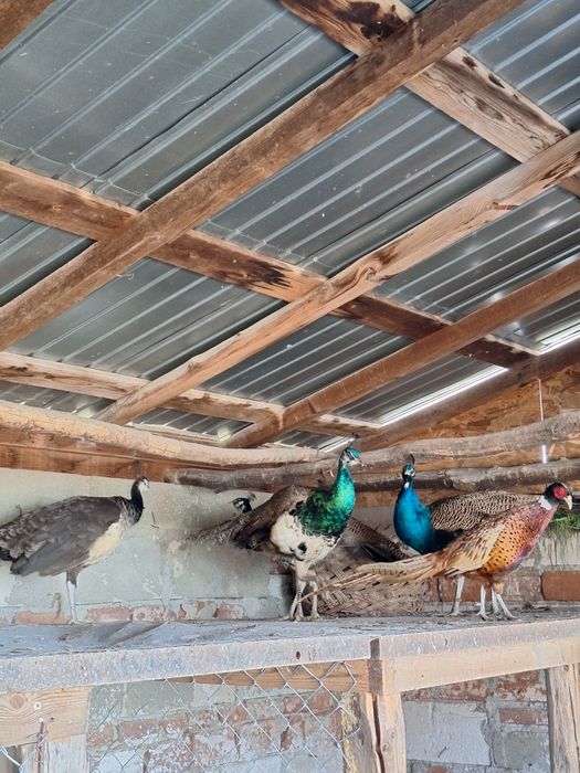 Păuni, vârstă-1 an