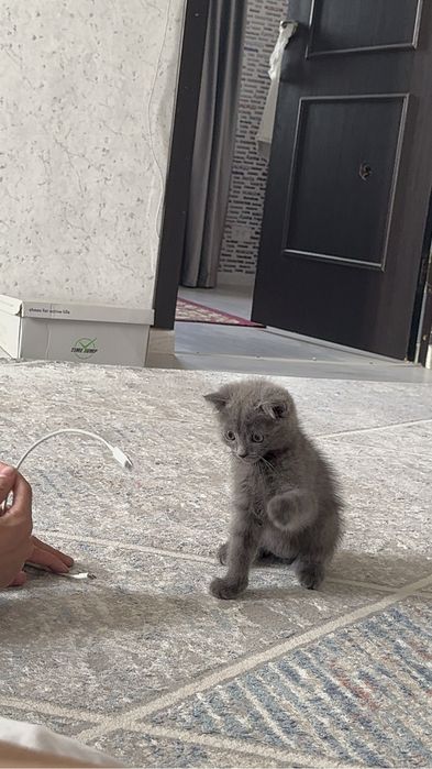 Шотландская выслоухо сатылады