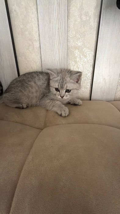 Кошку продам 150$ 200$