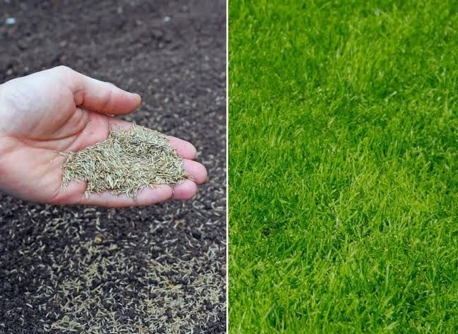 Газон уруги Дания