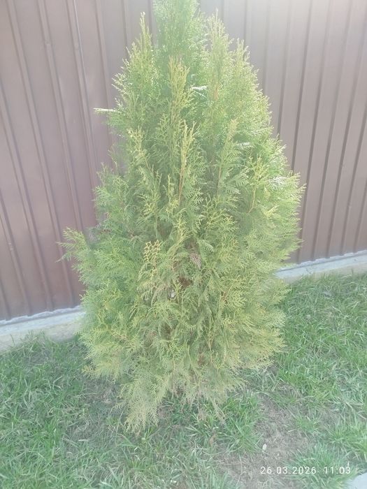 Продаю туя книжка