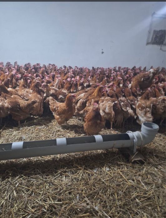 Продам курей Ломан браун для яиц