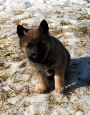 Продам щенков Волкособа!
