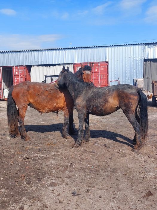 Продам жеребых кобыл