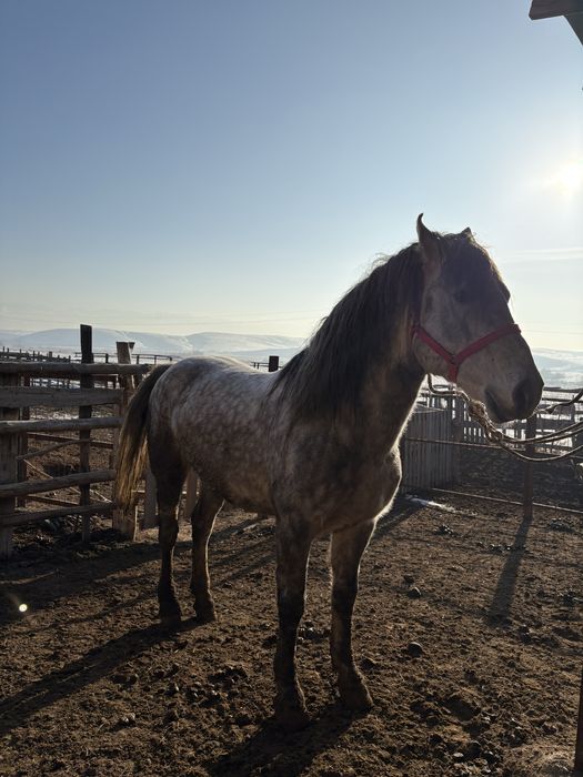 Айғыр сатылады, 8 жасар