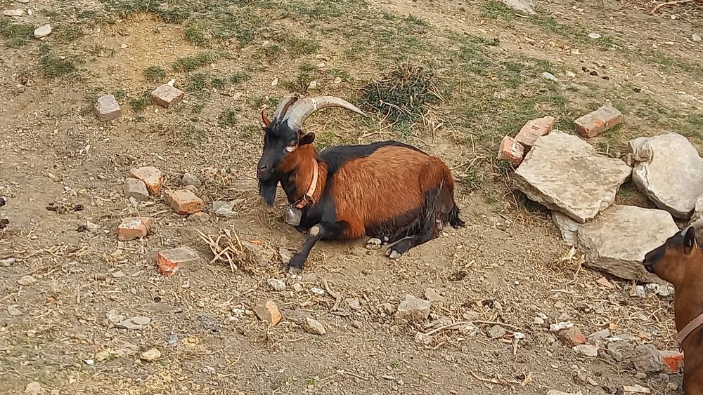 Vând țap alpin cu pedegree!