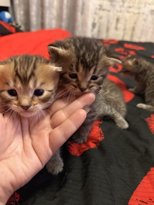 Продаются котята