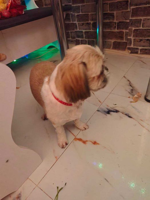 Vand catel Shih Tzu 1,5 ani , vaccinat, tratat , cu analizele la zi