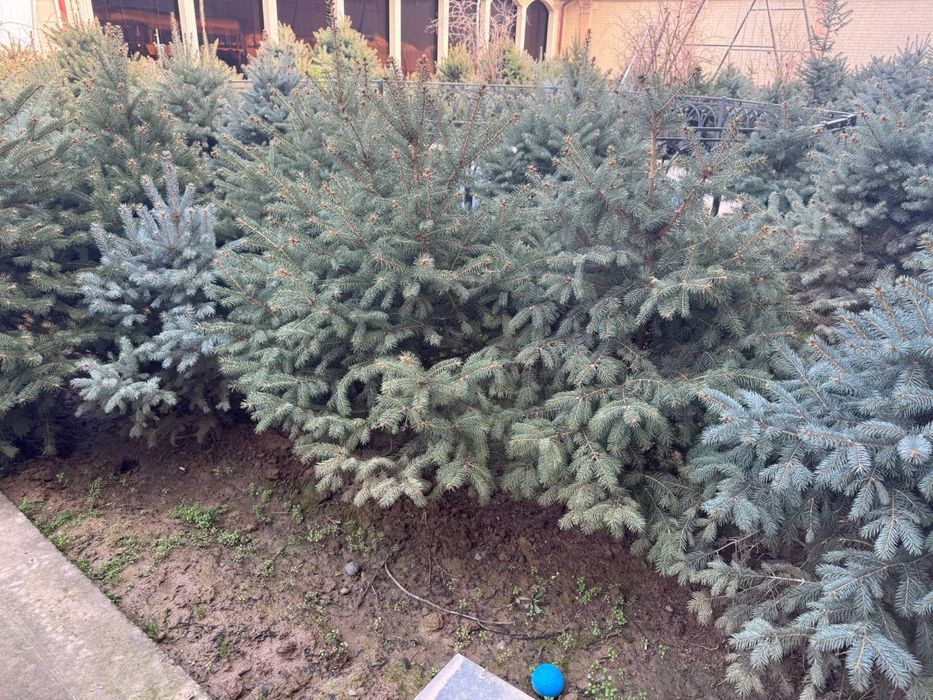 Галубой ен арчалари сотилади