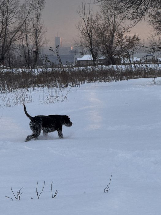 Дратхар самка рабочая