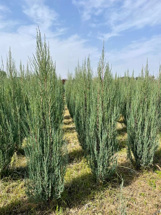 Можжевельник скальный Blue Arrow .Оптом елки