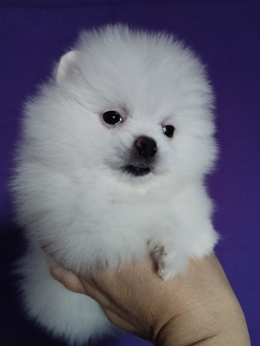 Продам шикарных щенков шпица