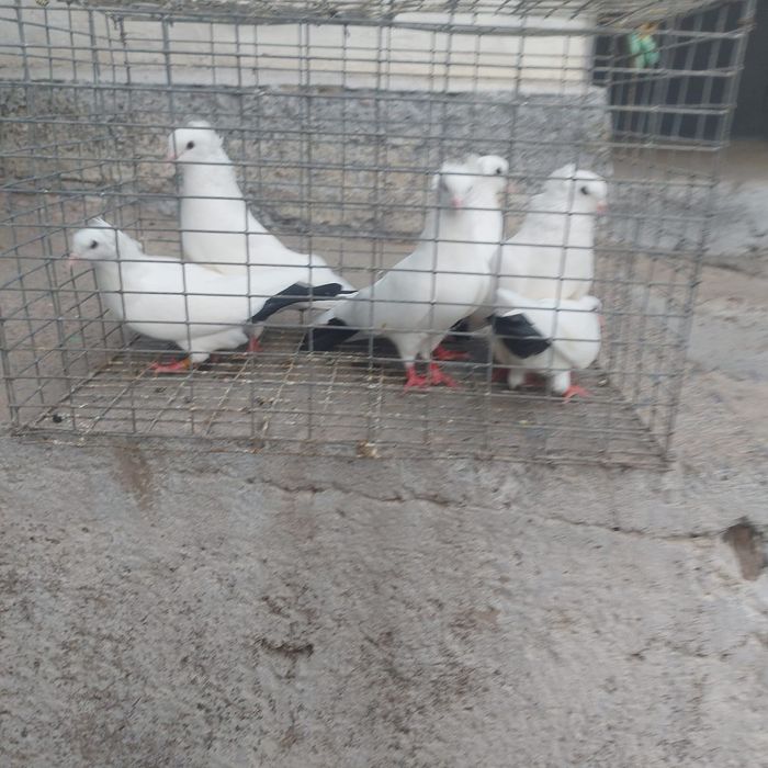 Чернахвост чубати бровястые