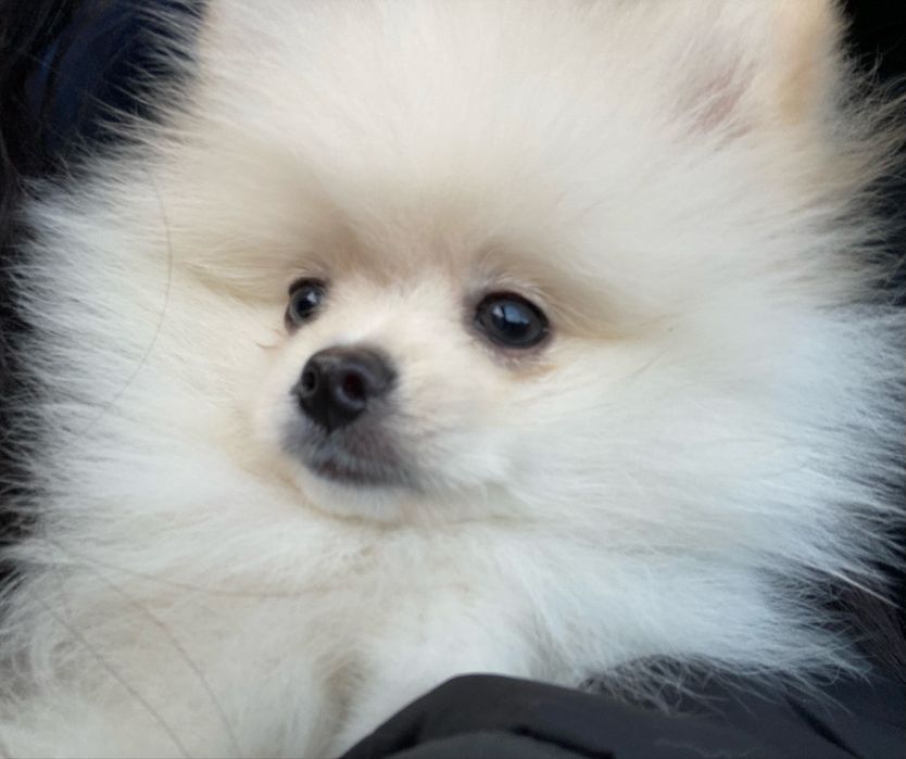 маленький щенок, шпиц