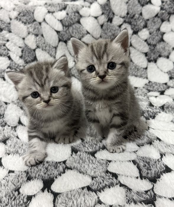 Продаются котята