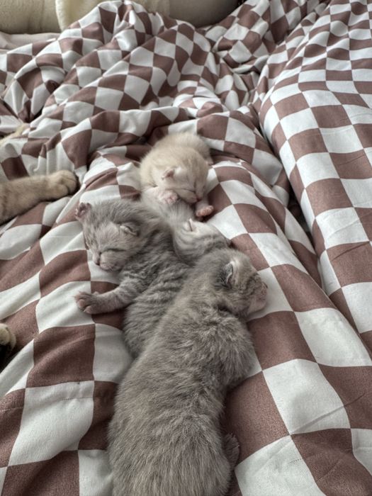 Шотландские котята бронь