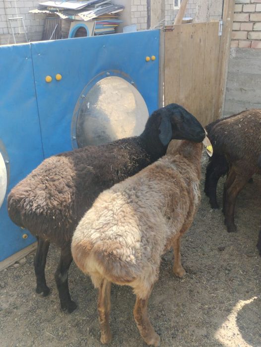 Қой сатылады, семіз тоқтылар әртүрлі бағада