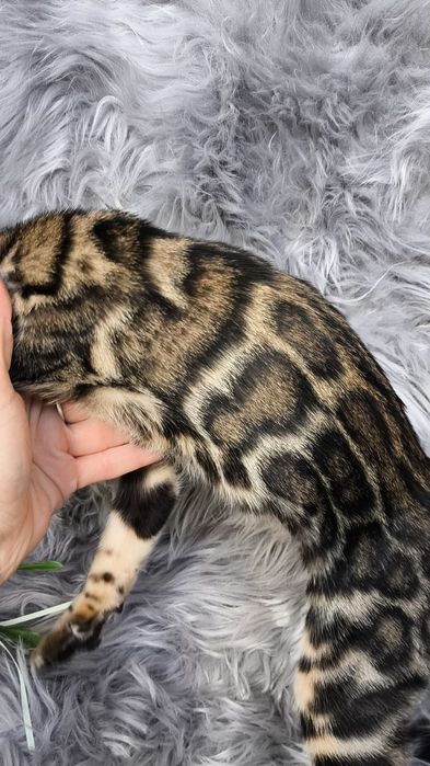 Бенгальские котята Золото