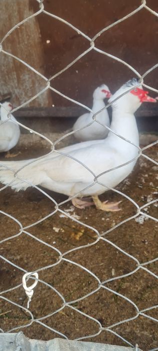 Индоутки тяжолых линий