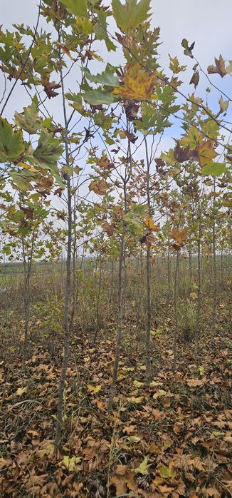 Platan - Mesteacan  - Frasin - Stejar