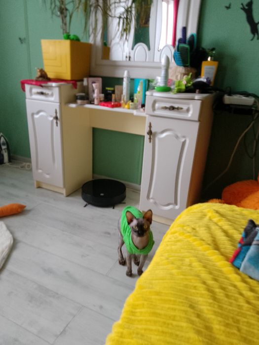 Продам кота породы Сфинкс