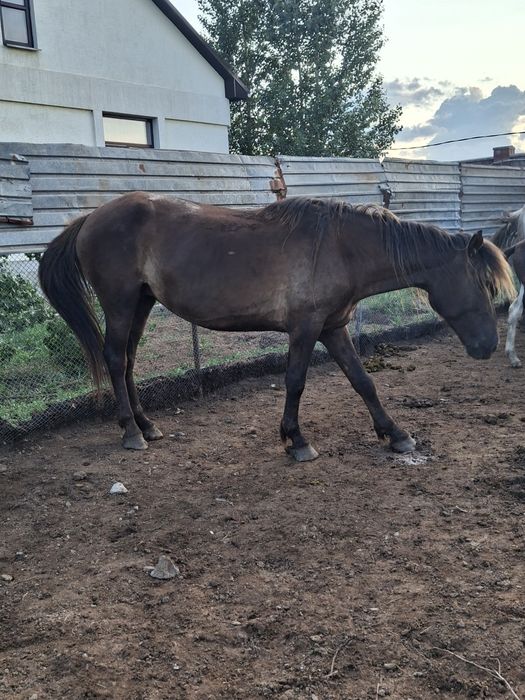 Продам кобыл с откорма.