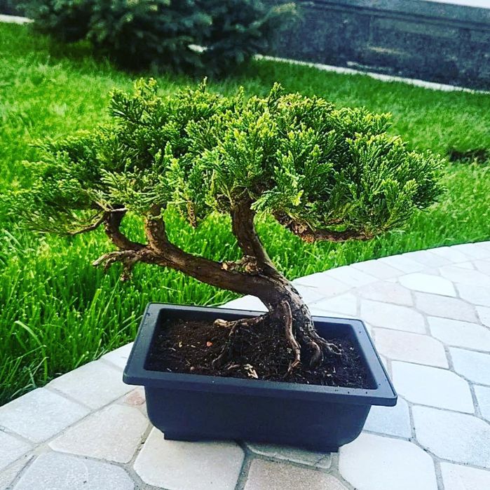 Бонсай. Дерево в горшке