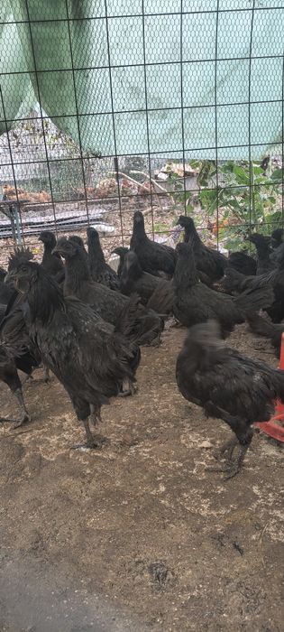 Găini ayam cemani