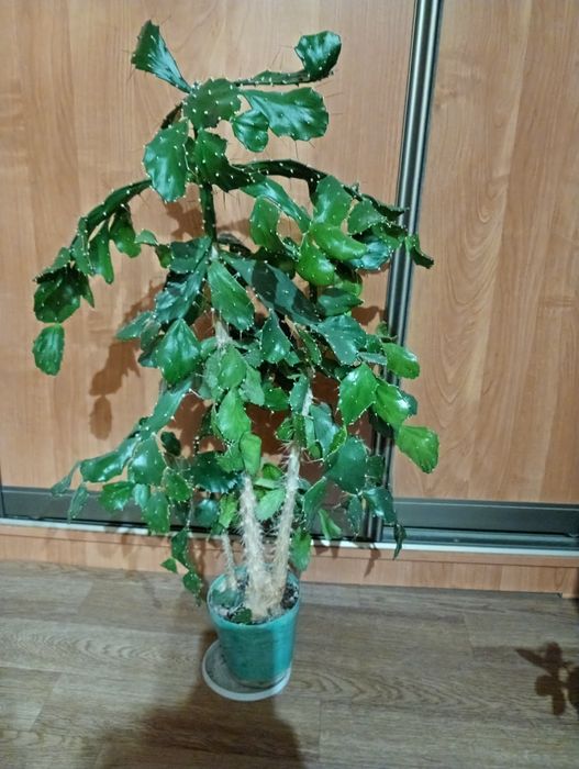 Кактусы опунция 1800