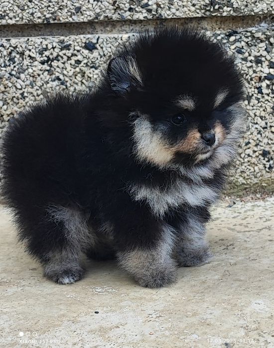 Померан померанче