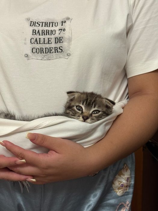 Продам котенок Шотландские