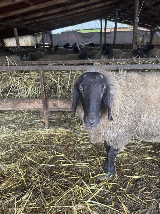 Vand berbec carabaș