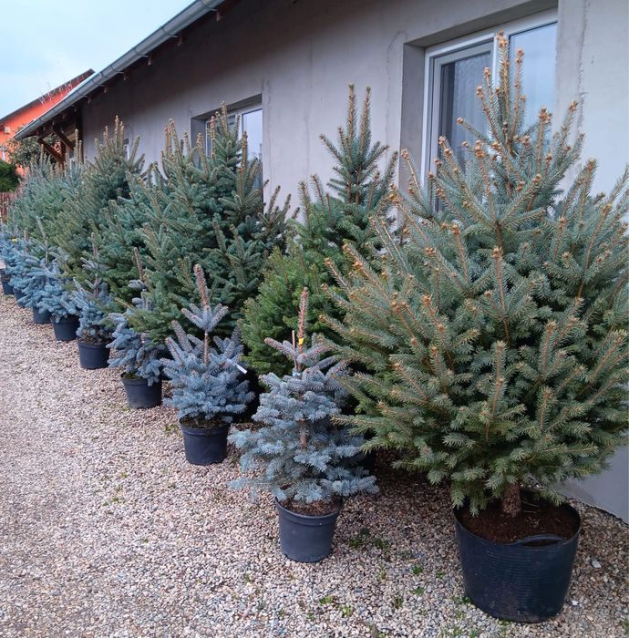 Vand brazi crescuti la ghiveci