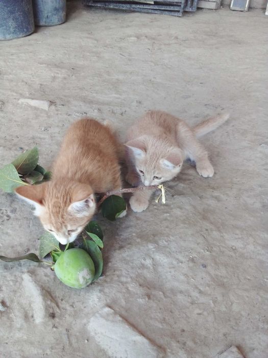 Котята - Раздаём бесплатно