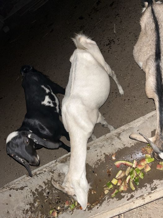 Ешкі сатылады француз альпий