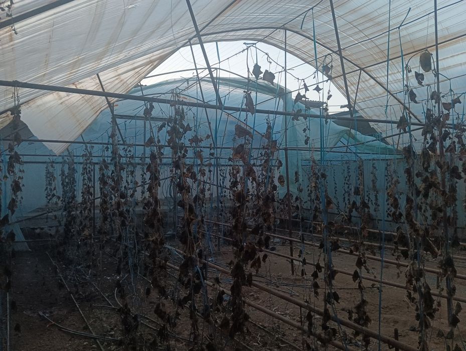 Parnik sotiladi tayyor atablenalar utqarilgan